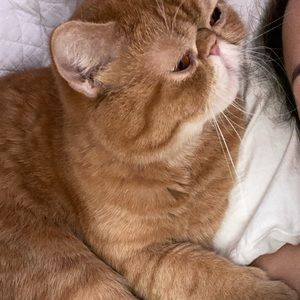 Meet your Posher, Cristal